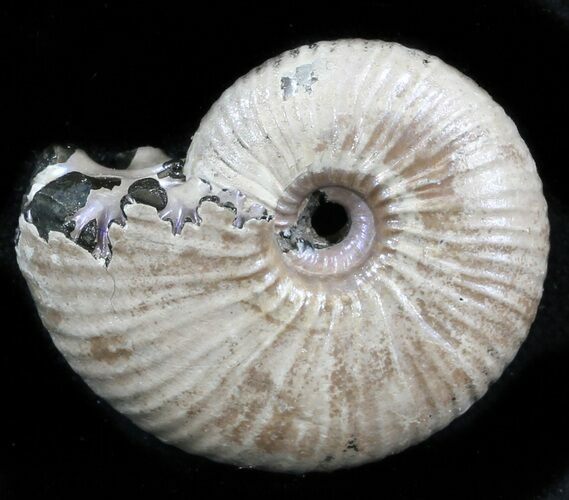 Iridescent Ammonite (Eboraciceras) Fossil - Russia #34623